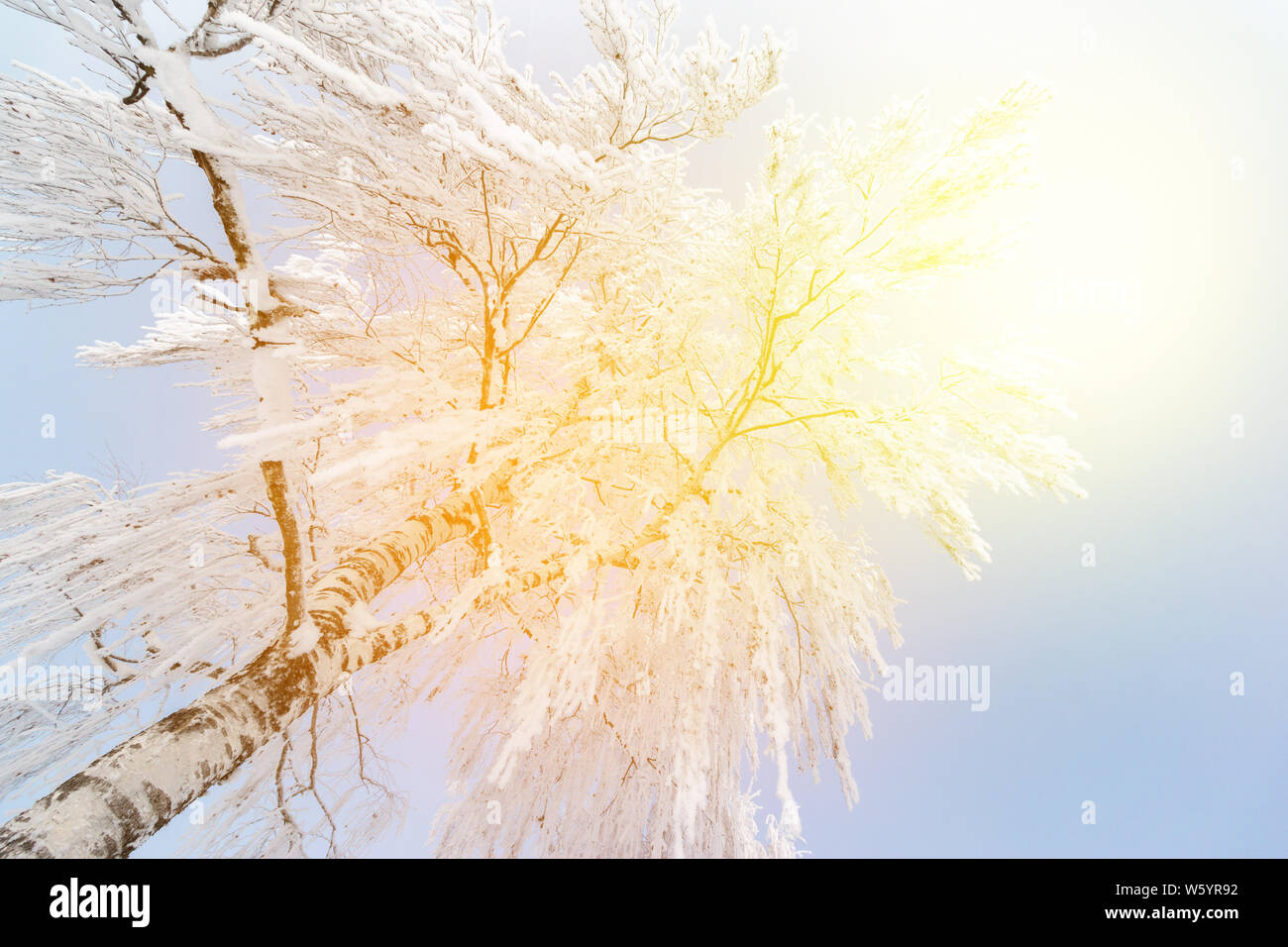 Snow and frost covered trees in January. Winter in Austria Stock Photo ...