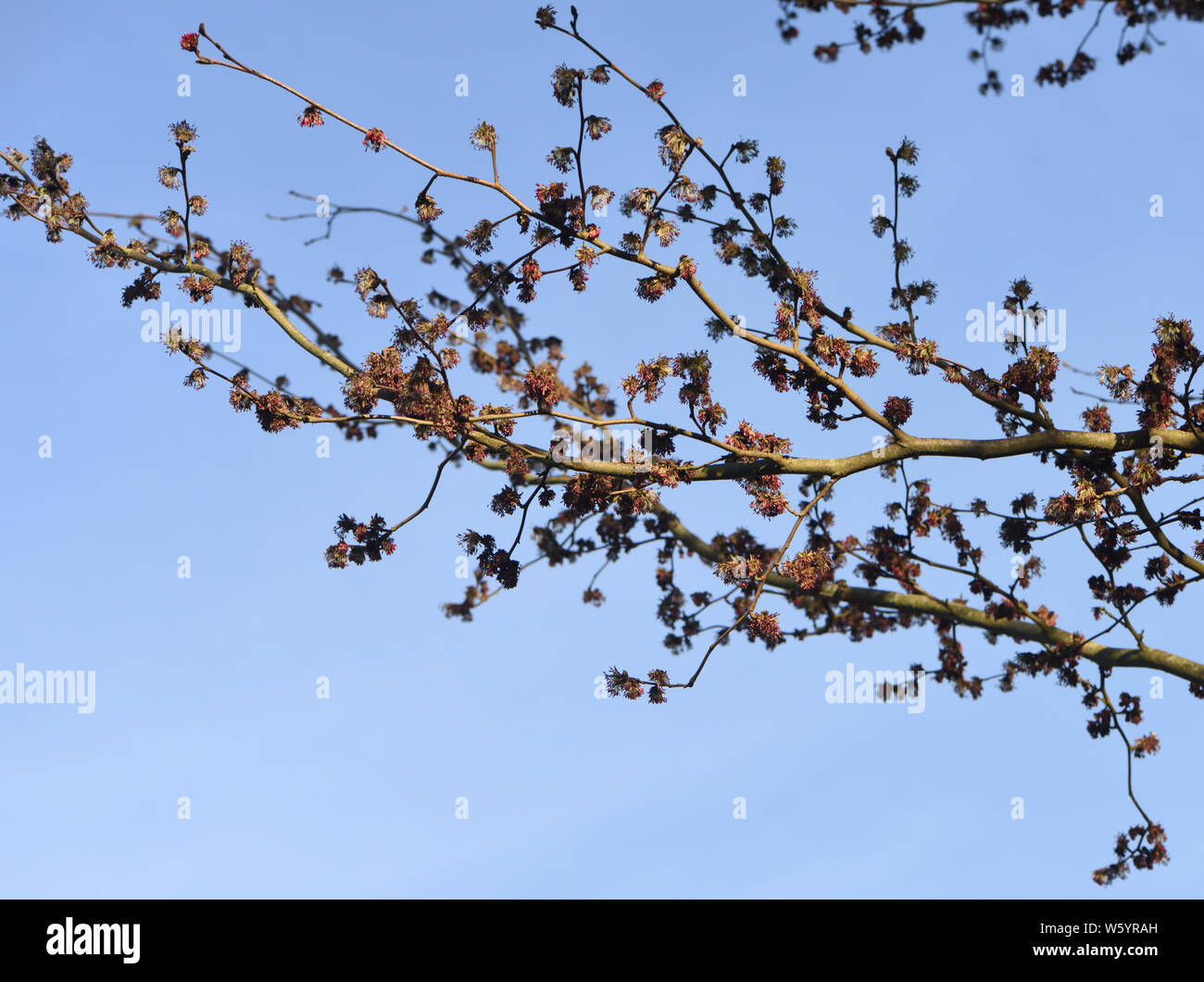 Flowers on Persian ironwood (Parrotia persica) against a blue February sky. Sissinghurst, Kent, UK Stock Photo