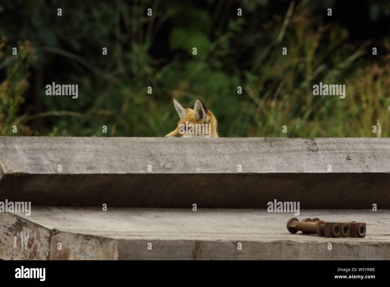 Railway Foxes Stock Photo