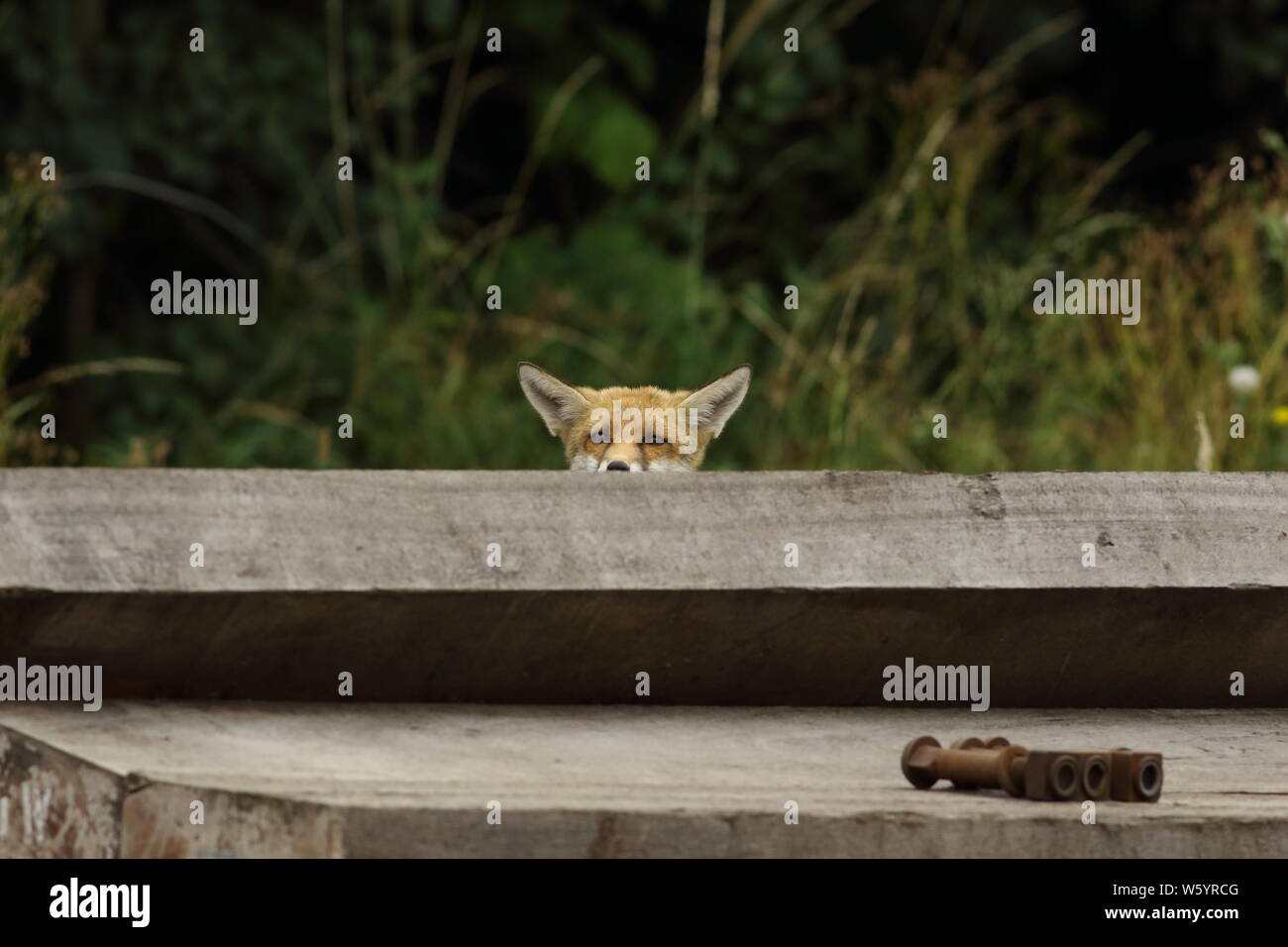 Railway Foxes Stock Photo