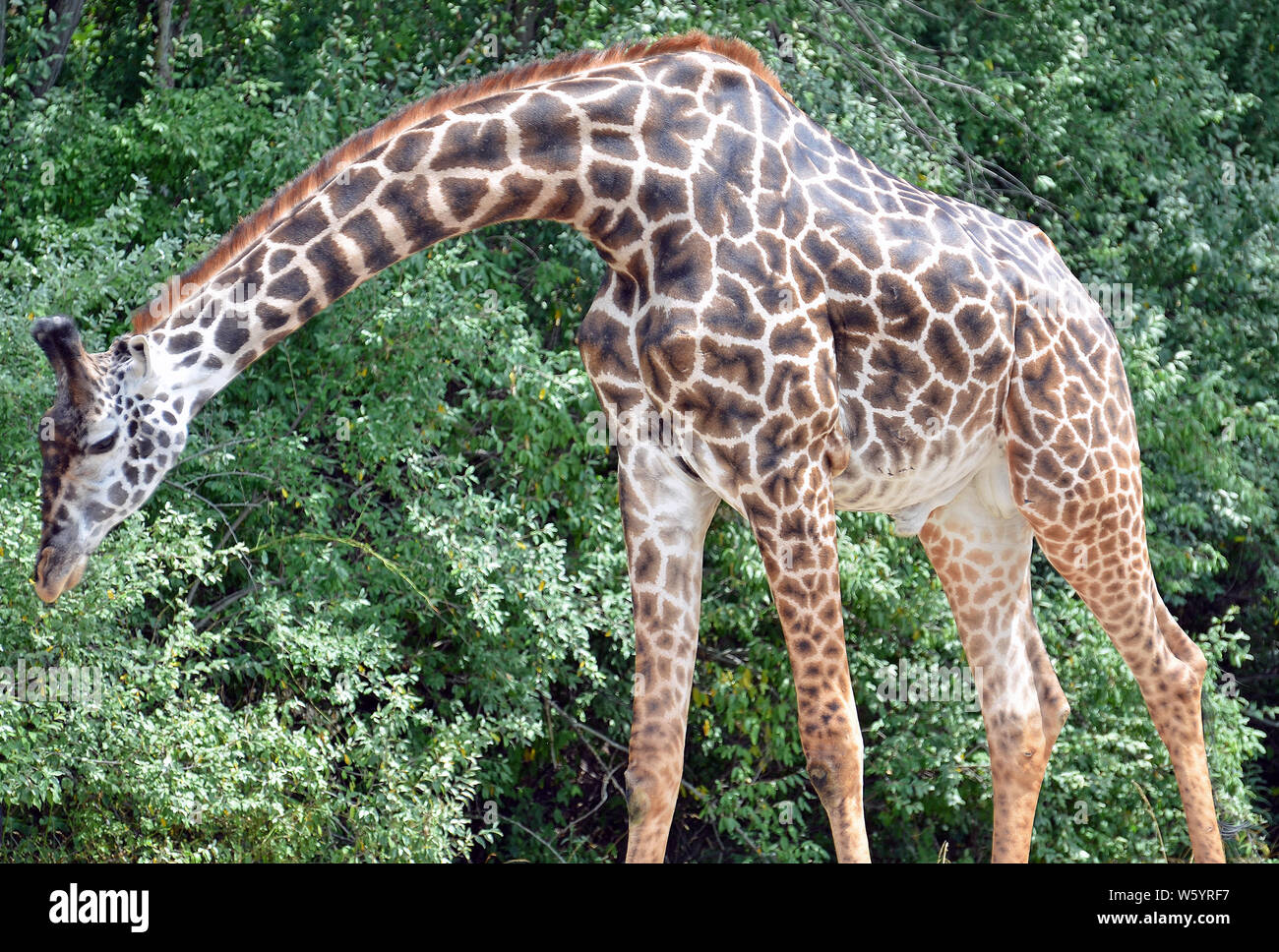 Large adult male giraffe with neck bent down, big black eyes, long brown and black nobs on head, black and chestnut starburst spots, and creamy underb Stock Photo