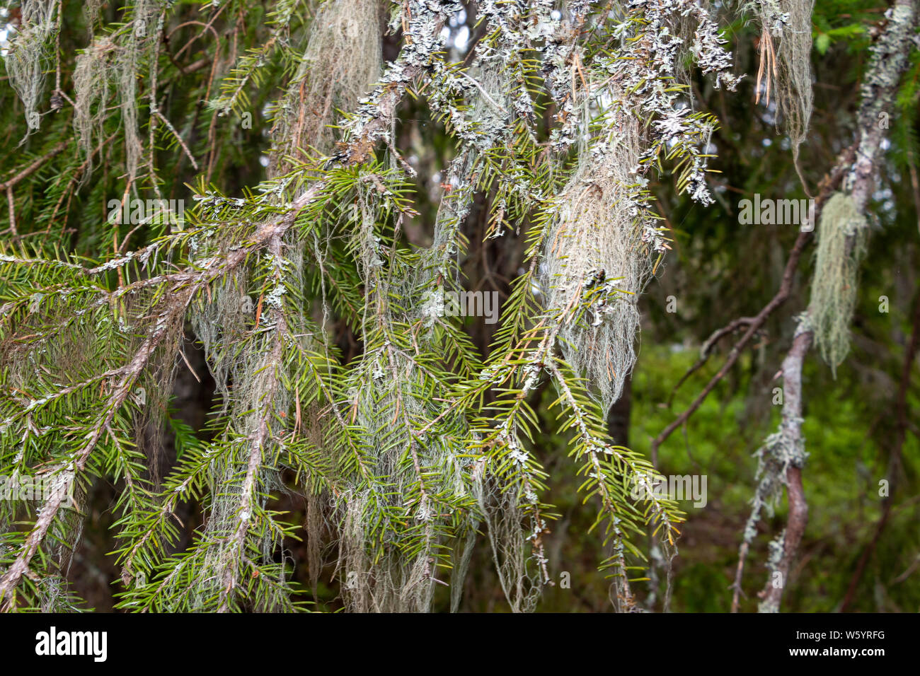 Usnea hanging in the trees like an old beard, and are symbolic for clean air, these mosses are antibiotic and eatable, picture taken in Sweden Stock Photo