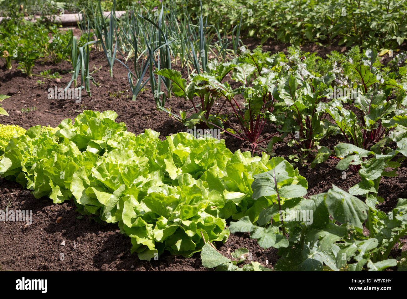 Lettuce garden bed hires stock photography and images Alamy