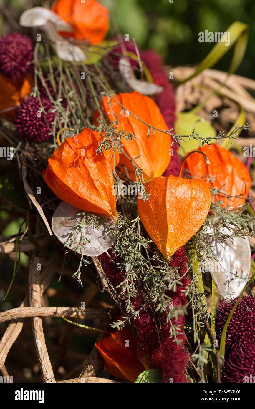 Autumnal decoration with Chinese lantern plant (Physalis alkekengi) Stock Photo
