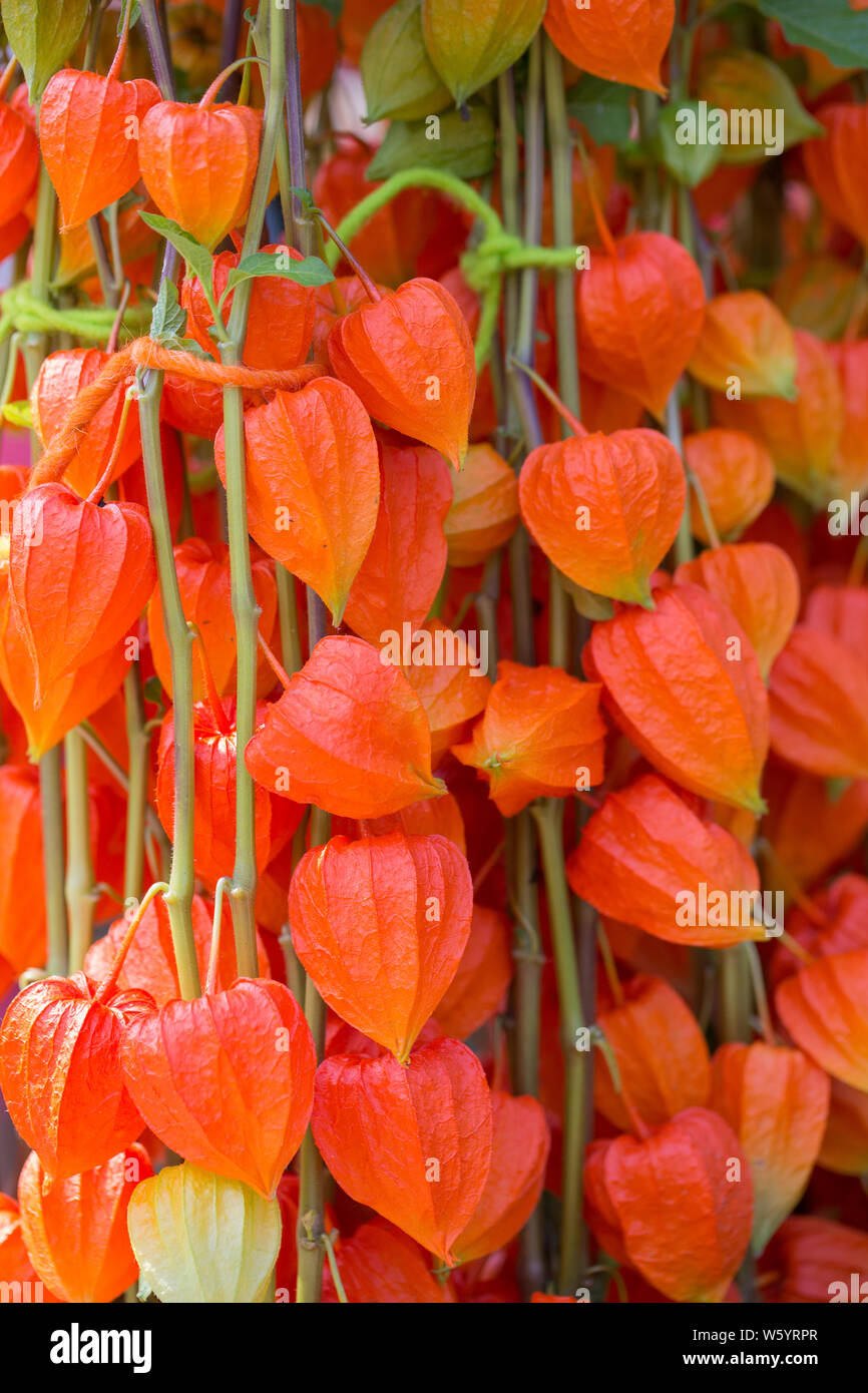 Chinese lantern plant (Physalis alkekengi) Stock Photo