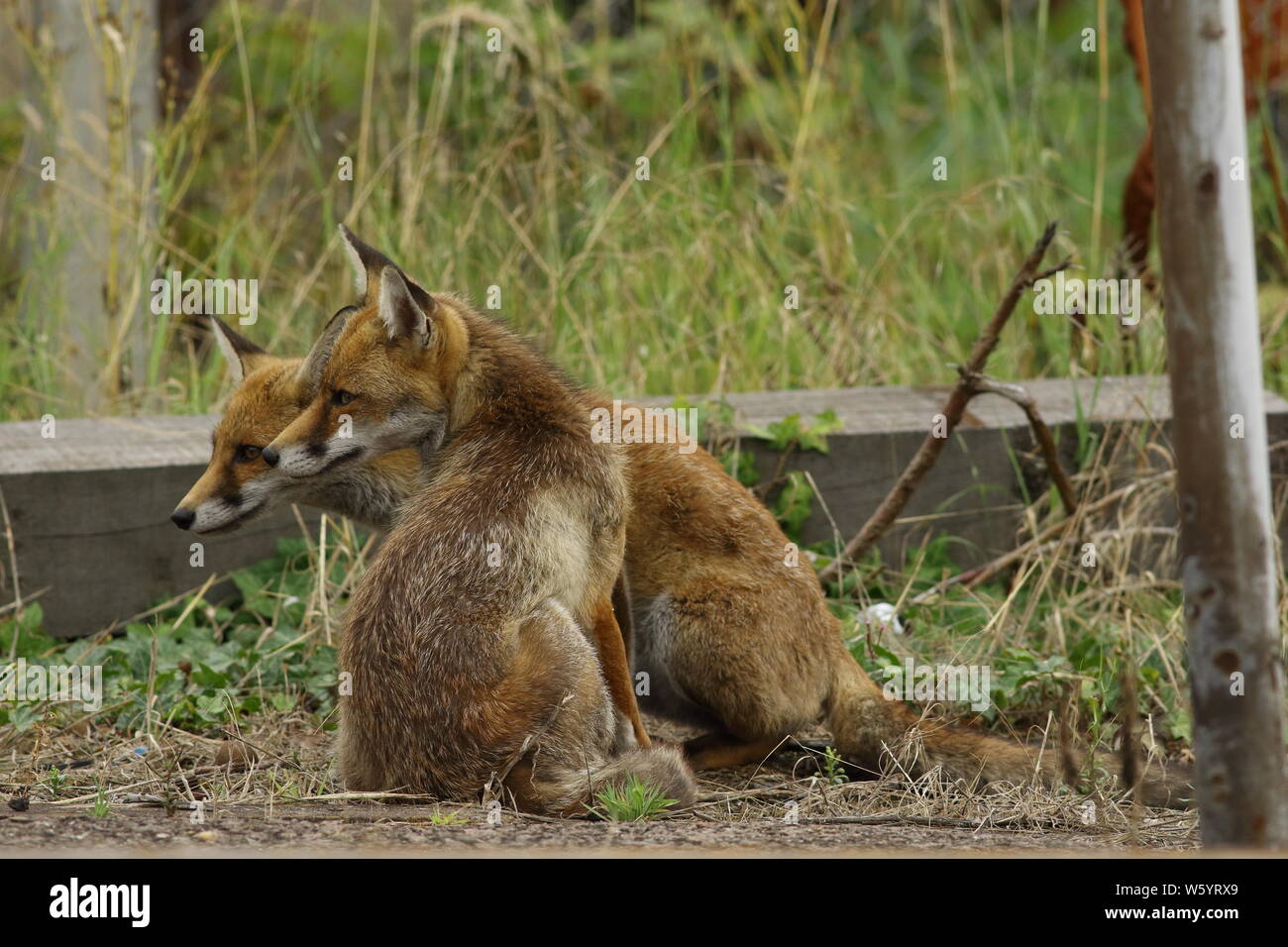 Railway Foxes Stock Photo