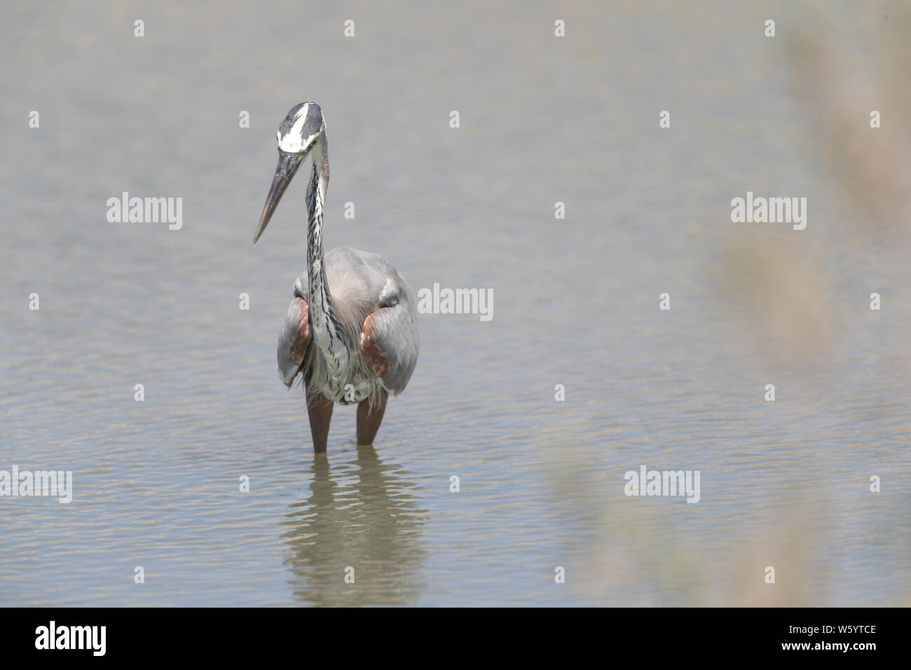 A bird called Gray Heron, Ardea cinerea, searches for food in the salt water from the sea towards the Kino Viejo estuary. The gray heron or air—n is a species of bird of the Ardeidae family of Eurasia and Africa, a slender and large aquatic bird with long neck and legs, with mainly gray plumage. It inhabits rivers, lakes and all kinds of freshwater and brackish wetlands. (Photo: Luis Gutierrez / NortePhoto)  Un ave llamada Garza gris, Ardea cinerea,  busca alimento en el agua salada proveniente del mar hacia el estero de Kino Viejo.  La garza real ? o air—n? es una especie de ave pelecaniforme Stock Photo