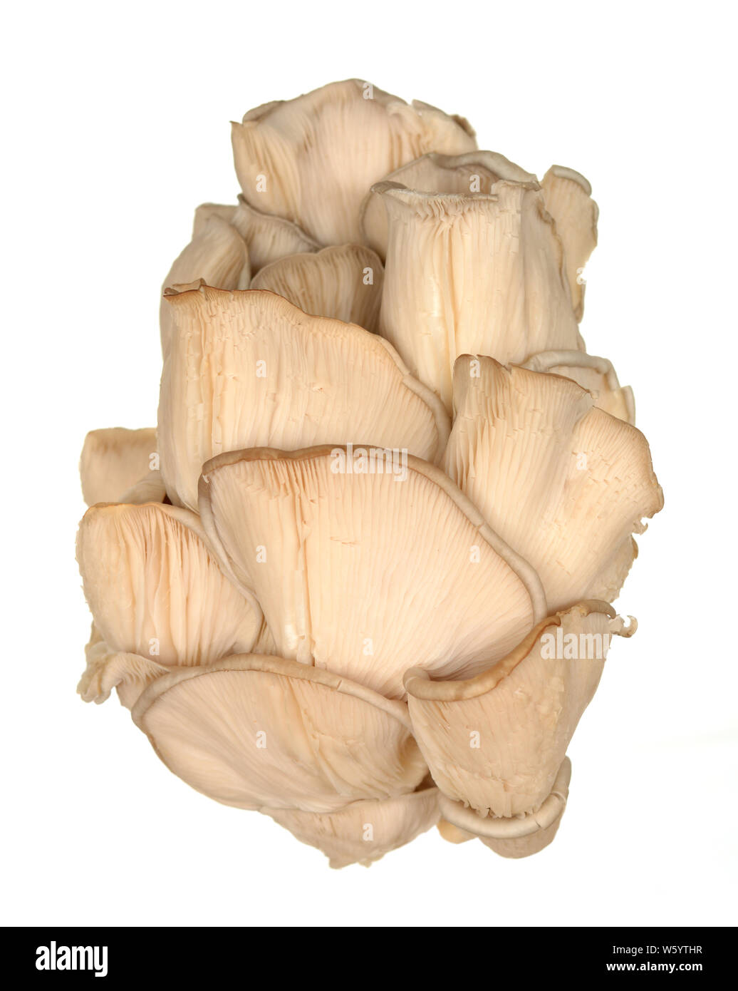 Pleurotus eryngii mushroom isolated on white background Stock Photo Alamy