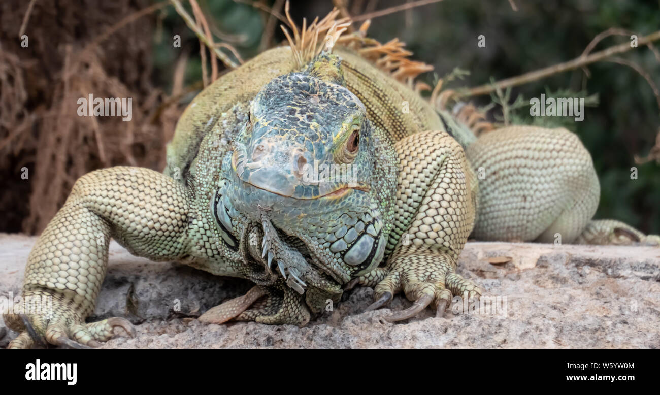Male green iguana closeup series Stock Photo
