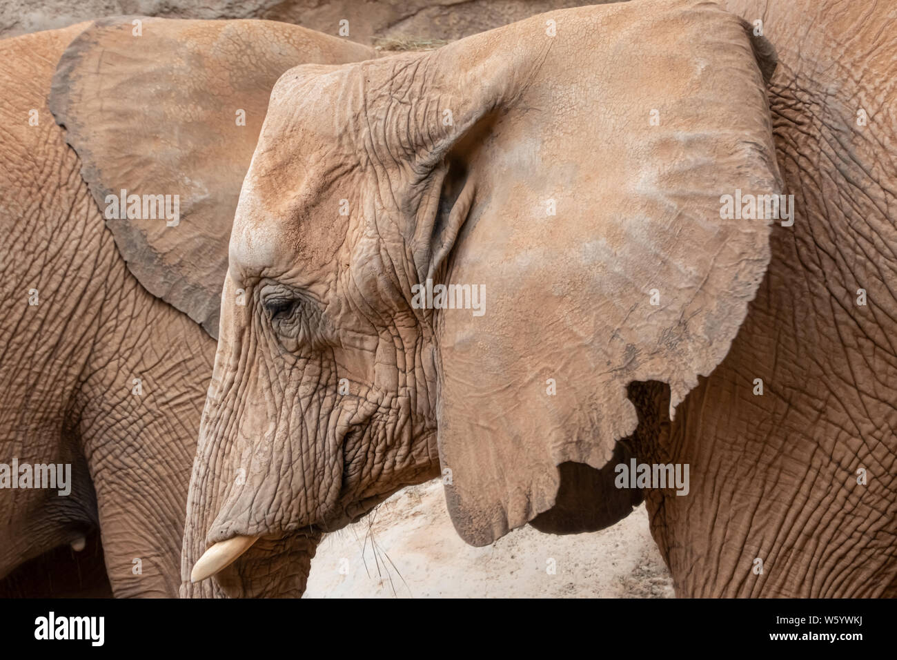 African bush elephant (Loxodonta Africana) a Vulnerable species threatened by habitat loss and
