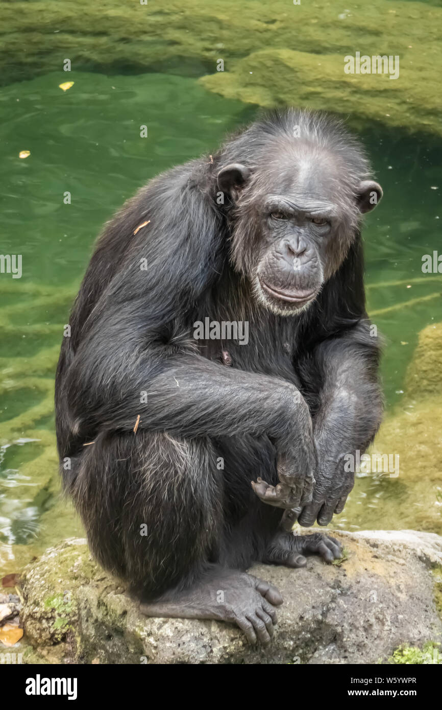 The chimpanzee (Pan troglodytes), a great ape native to the forests and savannahs of tropical Africa., and humans' closest living relatives. Stock Photo
