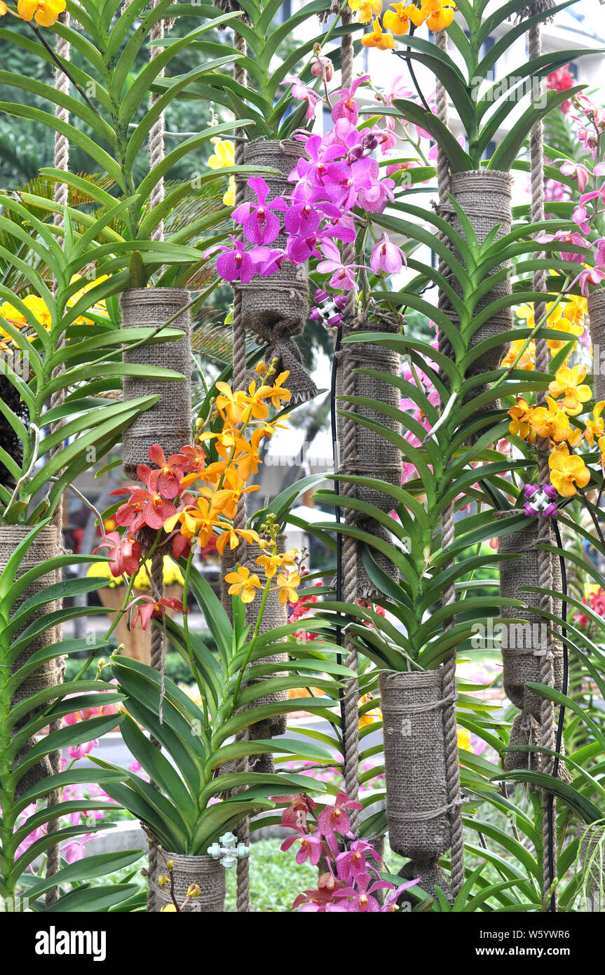 colorful cymbidium flowers in burlap  in garden Stock Photo