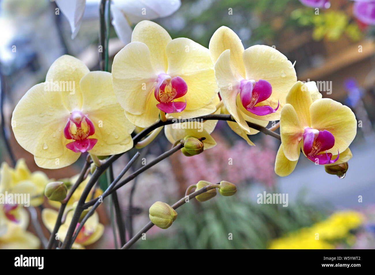 beautiful yellow orchids in garden under sunshine Stock Photo