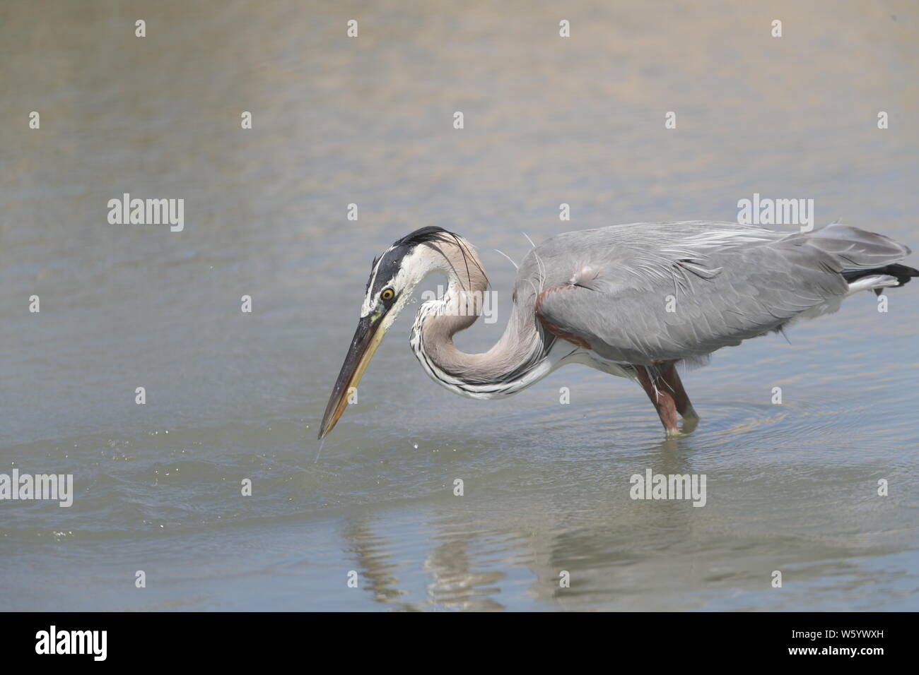 A bird called Gray Heron, Ardea cinerea, searches for food in the salt water from the sea towards the Kino Viejo estuary. The gray heron or air—n is a species of bird of the Ardeidae family of Eurasia and Africa, a slender and large aquatic bird with long neck and legs, with mainly gray plumage. It inhabits rivers, lakes and all kinds of freshwater and brackish wetlands. (Photo: Luis Gutierrez / NortePhoto)  Un ave llamada Garza gris, Ardea cinerea,  busca alimento en el agua salada proveniente del mar hacia el estero de Kino Viejo.  La garza real ? o air—n? es una especie de ave pelecaniforme Stock Photo
