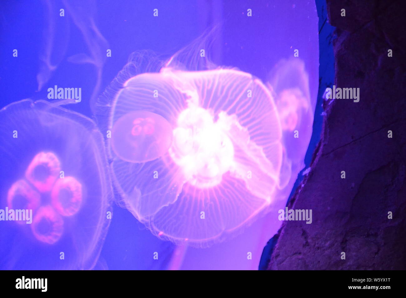 Moon jellyfish in Skegness Aquarium, Skegness, Lincolnshire, UK Stock Photo