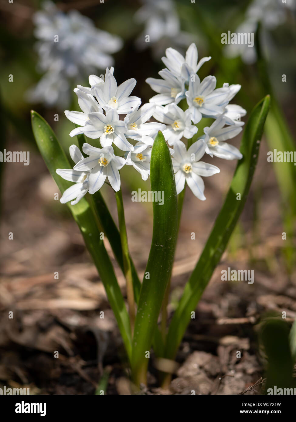 Closeup of a Lucile's glory of the snow (Chionodoxa luciliae, Asparagaceae) in spring Stock Photo