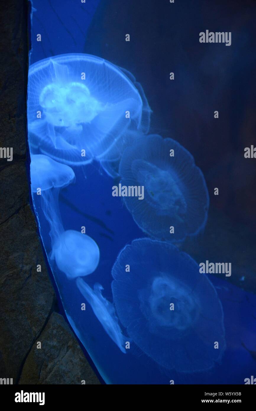 Moon jellyfish in Skegness Aquarium, Skegness, Lincolnshire, UK Stock Photo