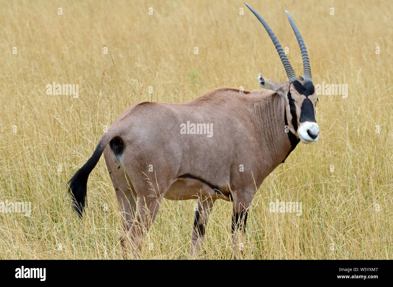 Close up of a fringe-eared oryx (Oryx beisa callotis) with long black tasseled tail, muscular fawn coloured body, black bands, white muzzle and long c Stock Photo