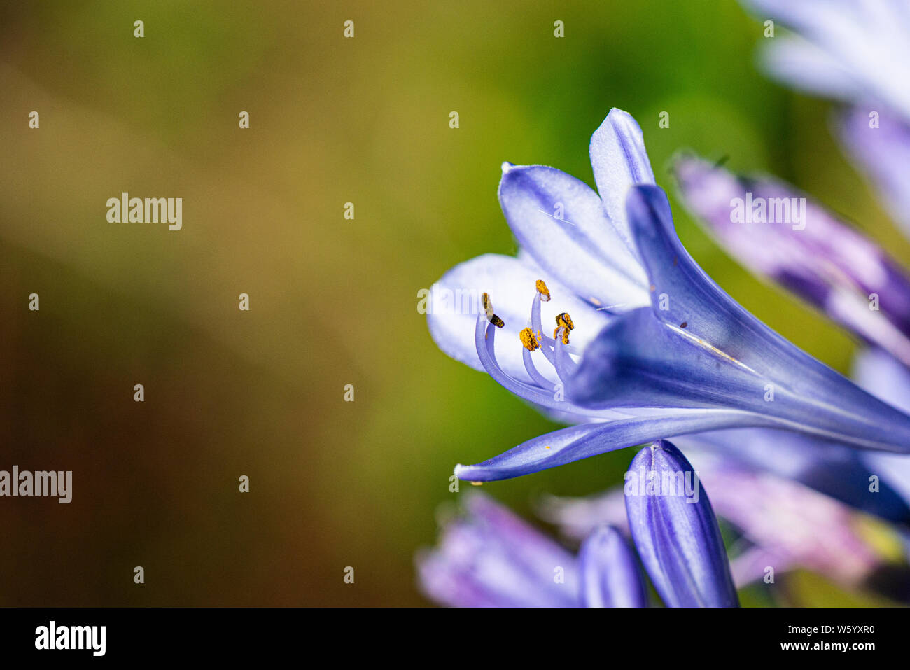 A close up of a flower of an African Lily (Agapanthus) Stock Photo