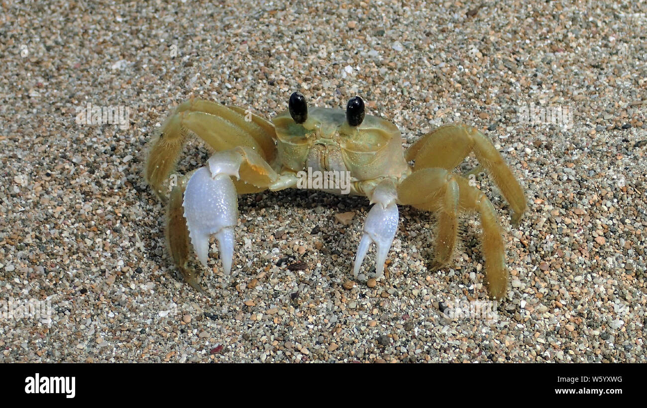 Close up of an Atlantic ghost crab (Ocypode quadrata) with shiny white claws, golden hairy legs, blue-grey boxey body and beady black eyes on a beach Stock Photo