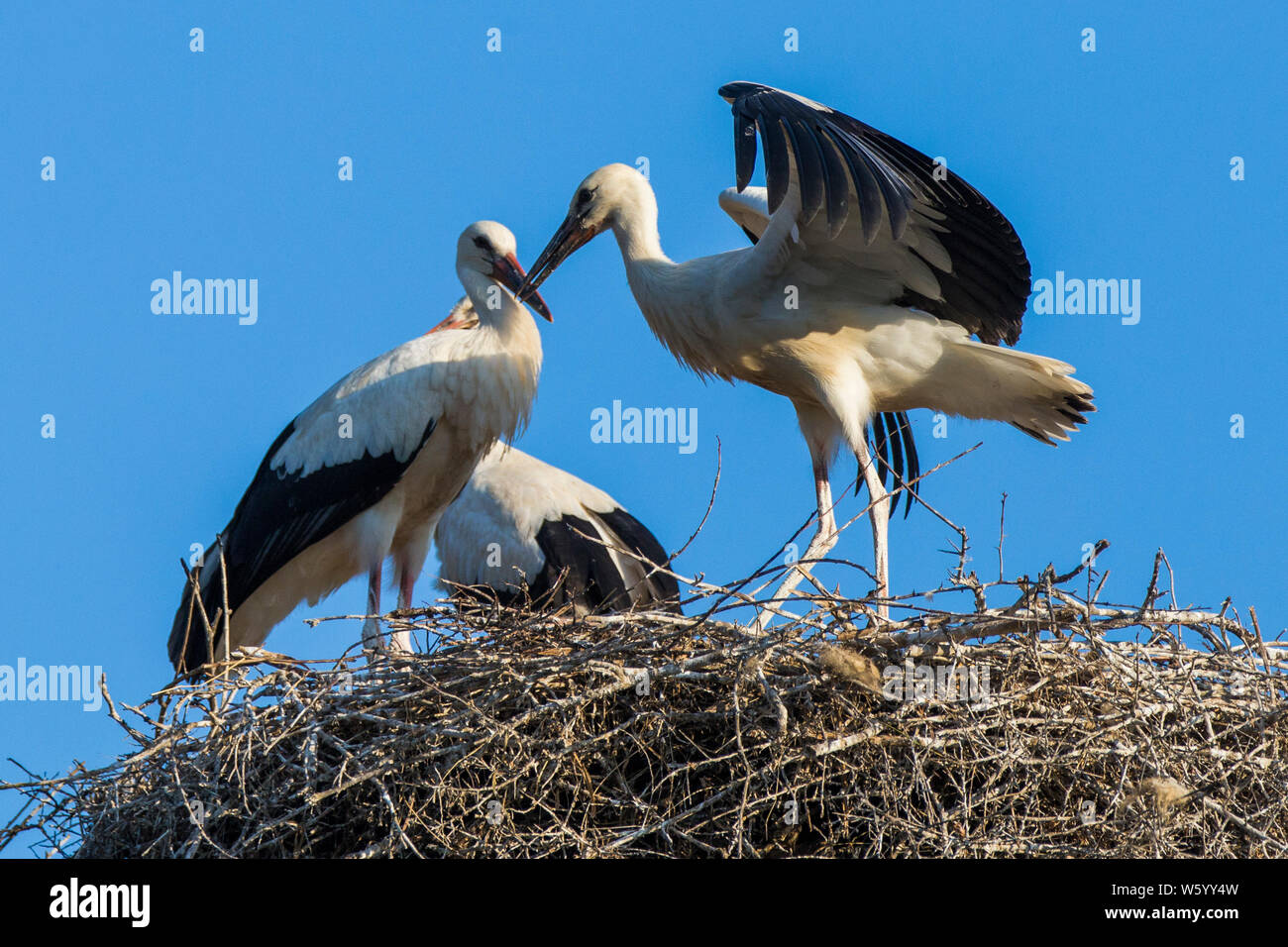 Stork Images white stork babies at nest, first flight Stock Photo - Alamy