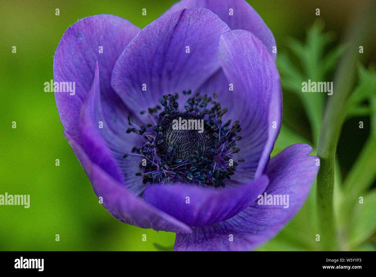 A purple garden anemone flower (Anemone coronaria De Caen Group Stock