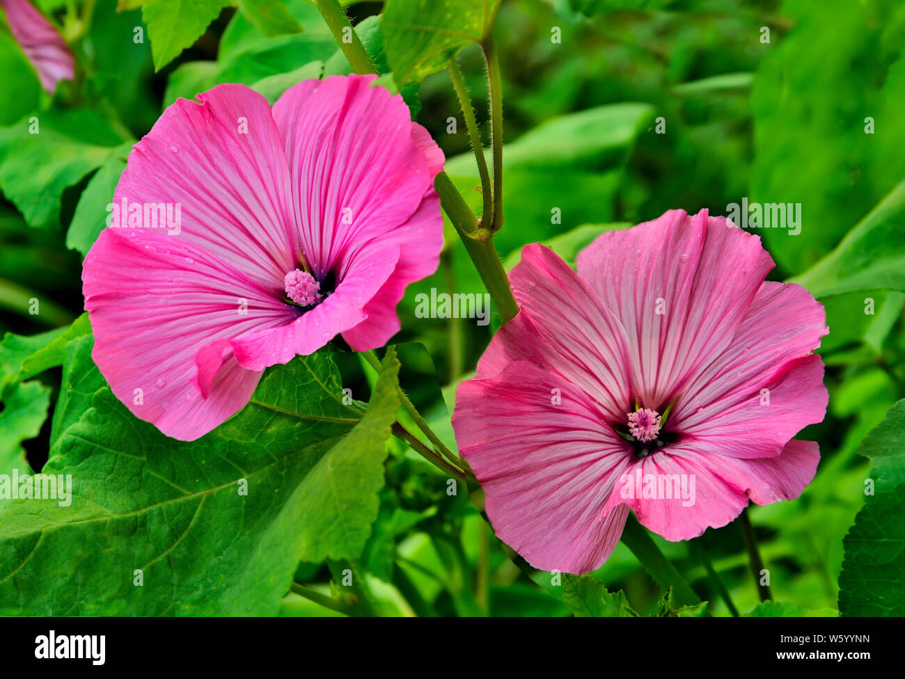 Two beautiful flowers of pink  Lavatera (malvaceae), or annual, rose, royal or regal  Mallow in garden close up. Gardening floriculture concept Stock Photo