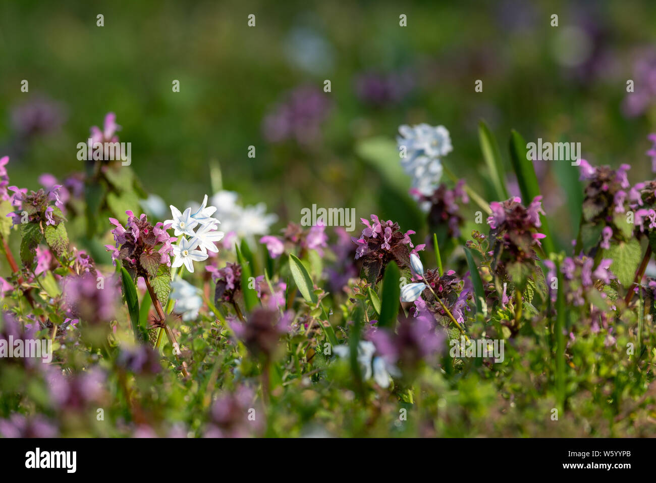 Closeup of various spring flowers (Lamium purpureum and Chionodoxa luciliae) in a garden Stock Photo