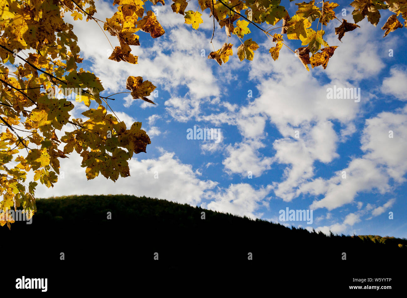 Leaves and treetops framing blue sky with clouds Stock Photo - Alamy