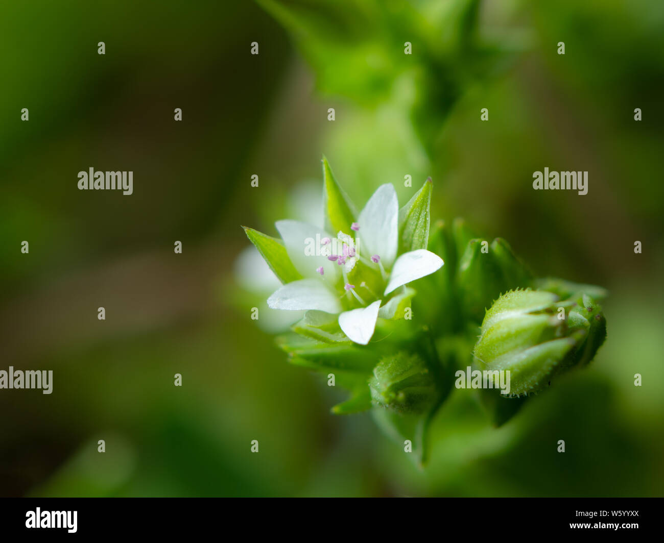 Closeup of the blossom of a thyme-leaf sandwort (Arenaria serpyllifolia, Caryophyllaceae) Stock Photo