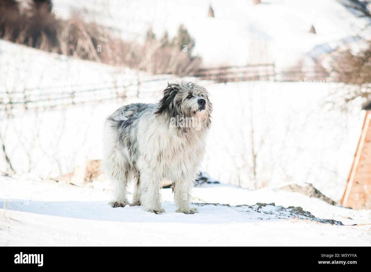 Romanian hunting best sale dog