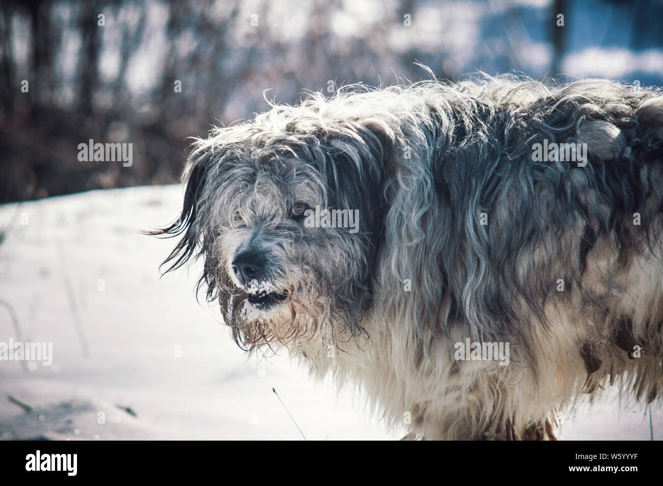 romanian hunting dog