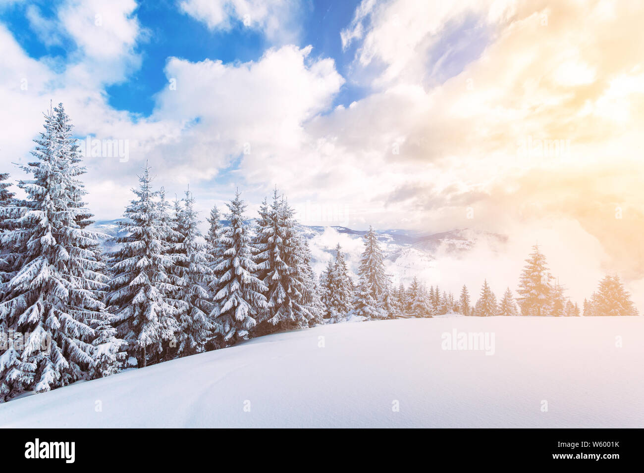 Beautiful fir tree and spruce winter landscape background Stock Photo ...