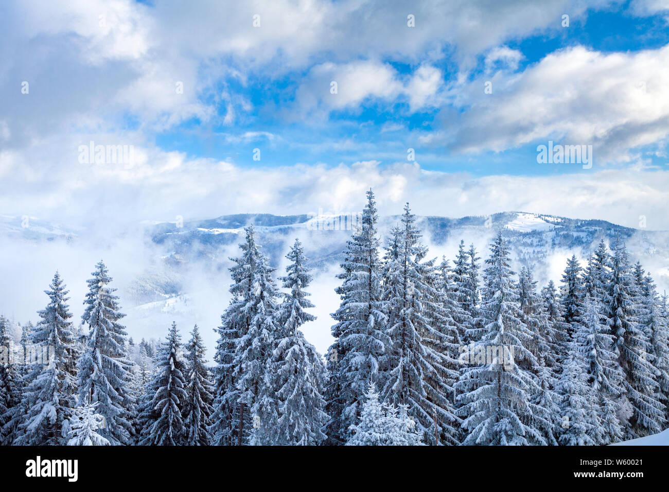 Beautiful fir tree and spruce winter landscape background Stock Photo