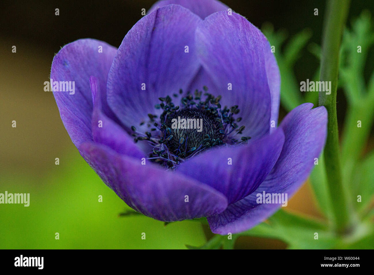 A purple garden anemone flower (Anemone coronaria De Caen Group Stock