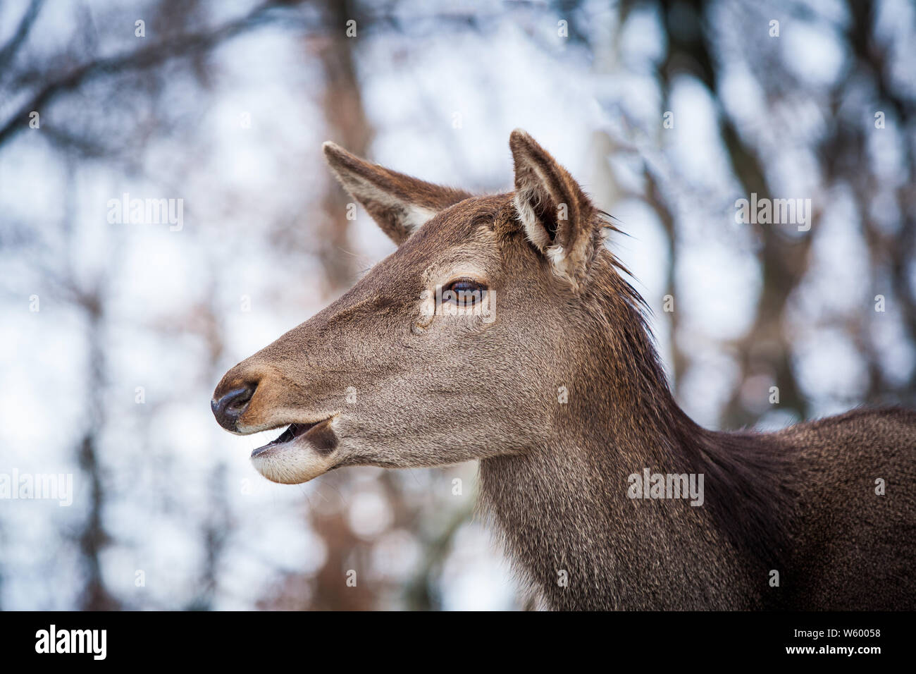 doe-close-range-portrait-stock-photo-alamy