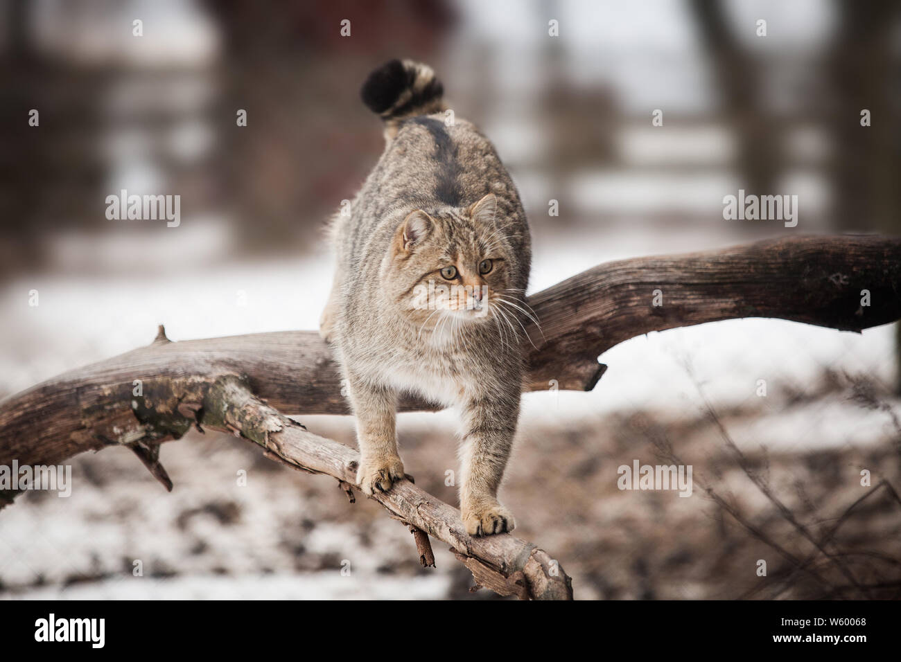 Beautiful wild cat in winter Stock Photo - Alamy