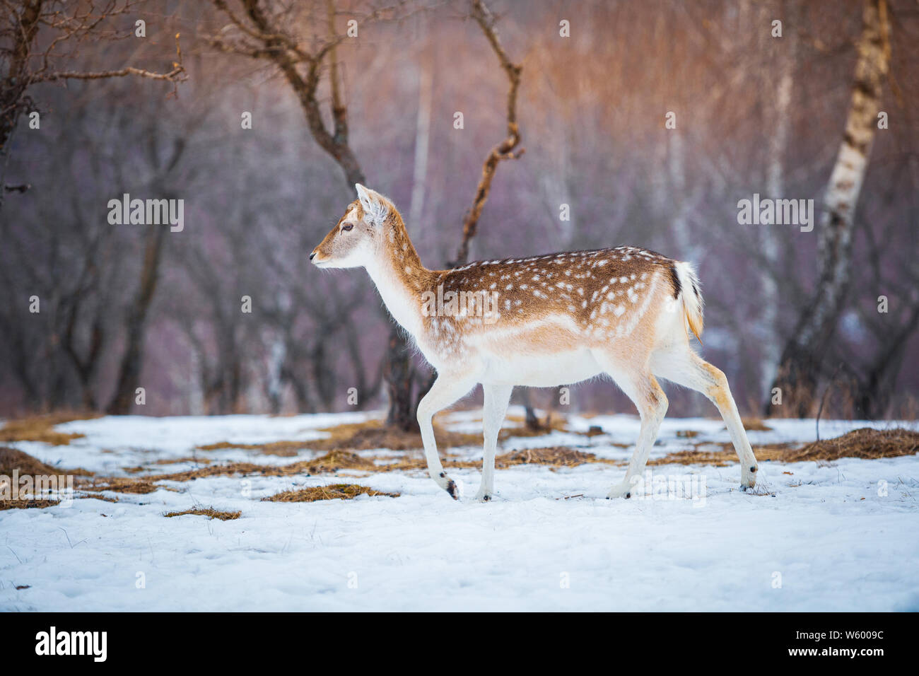 White Tailed Deer Running Through Field Stock Photos White - 