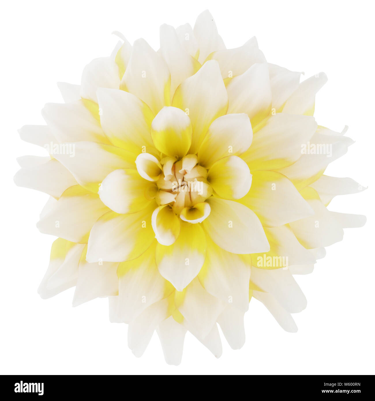 A white and yellow bi-color dahlia flower bloom isolated on white Stock ...