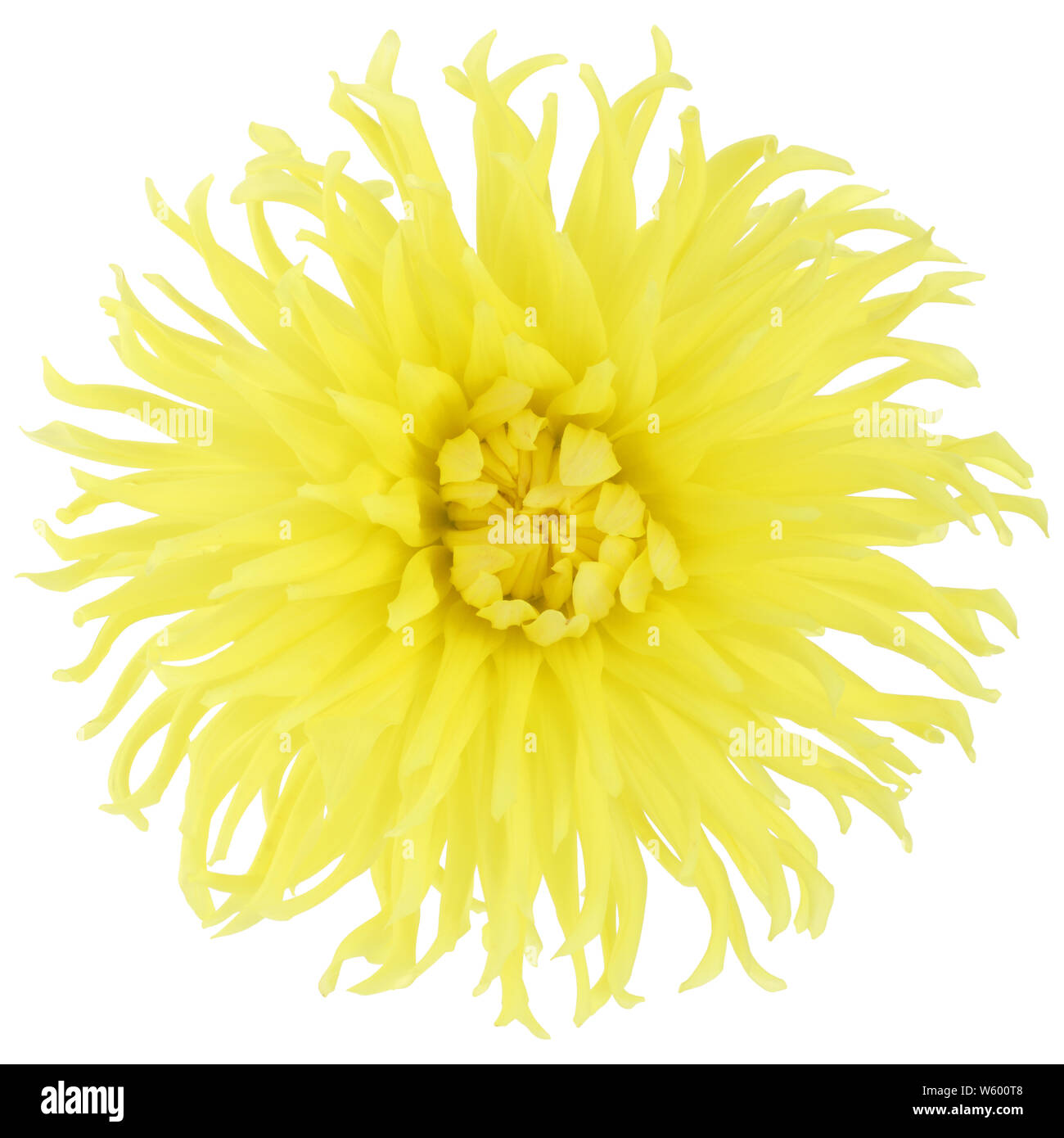 A large cactus yellow dahlia flower bloom isolated on white Stock Photo