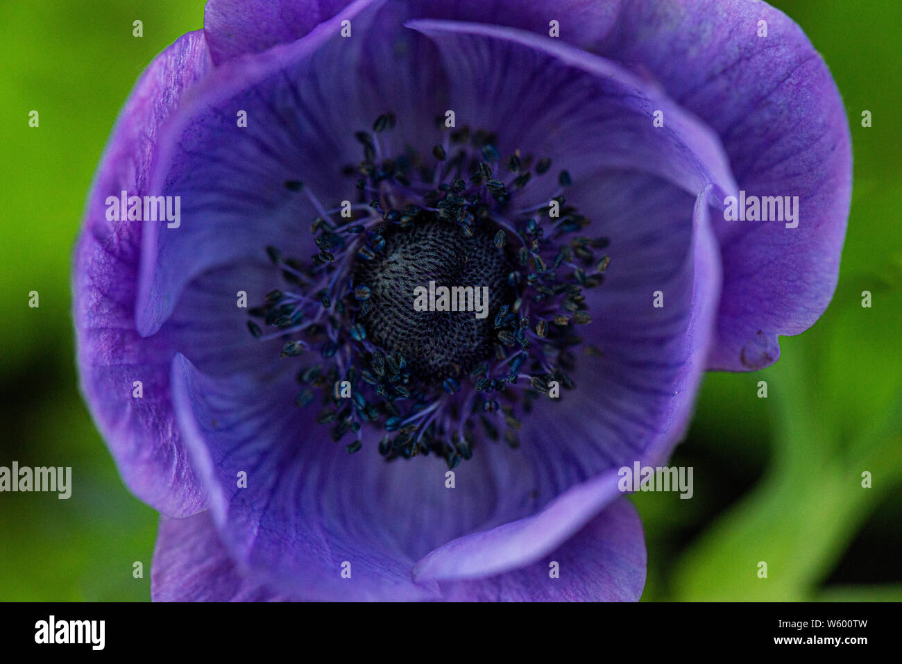 A purple garden anemone flower (Anemone coronaria De Caen Group Stock