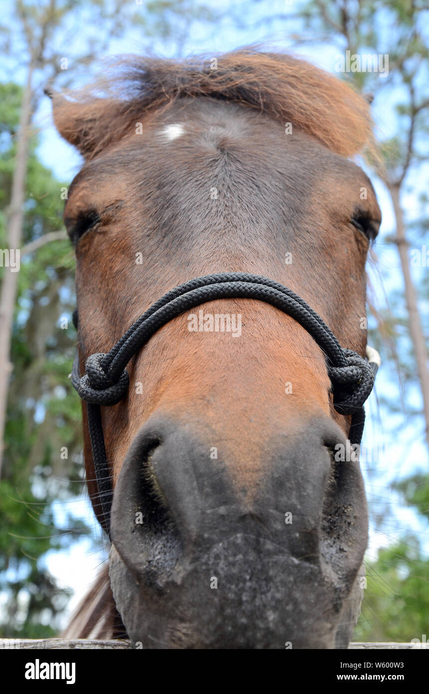 Funny face close up of a brown horse muzzle with a black velvet nose ...