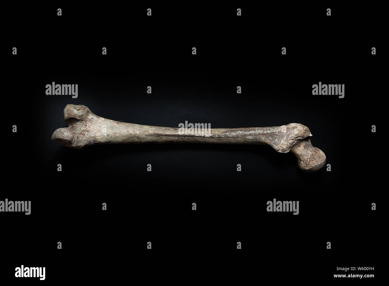 https://c8.alamy.com/comp/W600YH/femur-human-bone-close-up-isolated-on-black-background-W600YH.jpg
