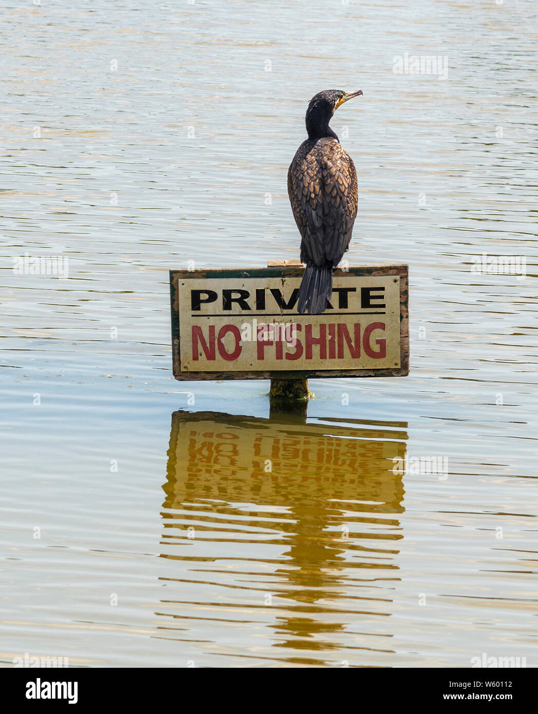 Cormorant waiting to fish on 'no fishing' sign on lake at Birdham, Chichester Harbour, West Sussex, England, UK Stock Photo