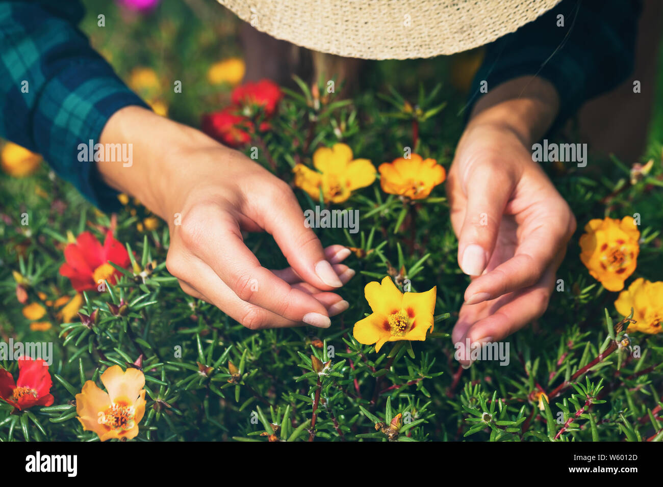 Gardener examines flowers called purslane. This plant is used both in medicine and cooking Stock Photo