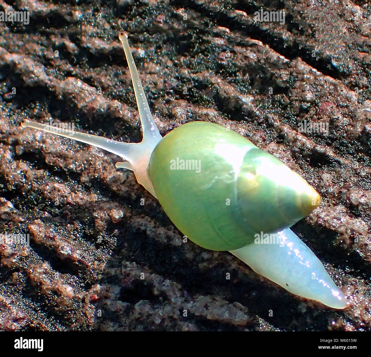 Whorled shell hires stock photography and images Alamy