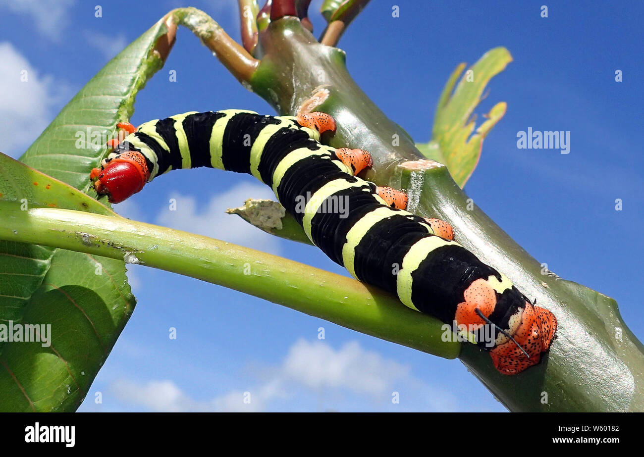 Close up of a plumeria (pseudosphinx tetrio) caterpillar with a velvety black and lime striped body, peach orange tail and legs, and red head bent on Stock Photo