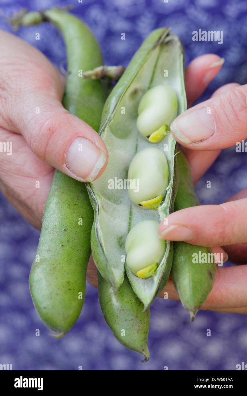 Dwarf Broad Bean High Resolution Stock Photography and Images - Alamy