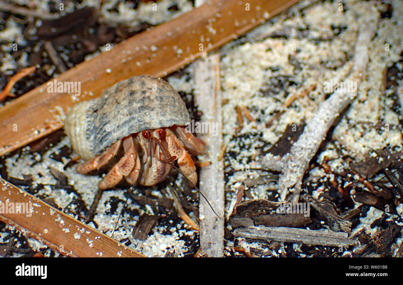 Close up of the bright red eyes of a little hermit crab with long grey