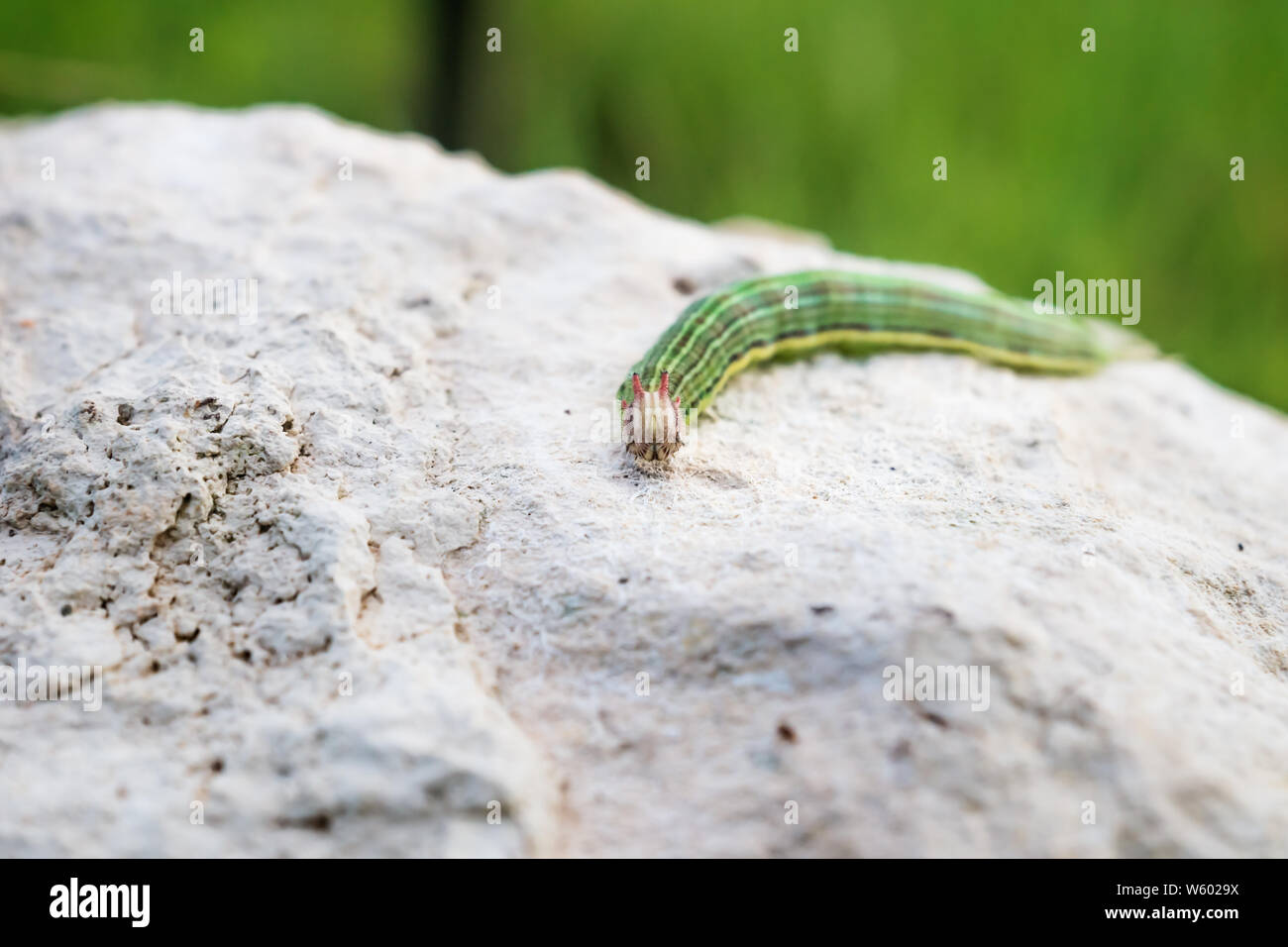 Green caterpillar with yellow stripes and red horns on a stone, El